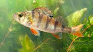 Округ обикновен